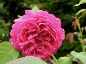 Rosa 'Madame Isaac Pereire' | Online Flower Garden