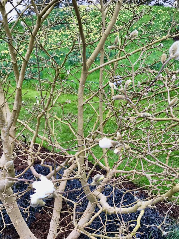 Magnolia x loebneri 'Dwarf No. 1'