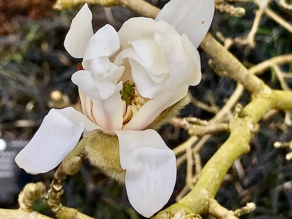 Magnolia x loebneri 'Dwarf No. 1'