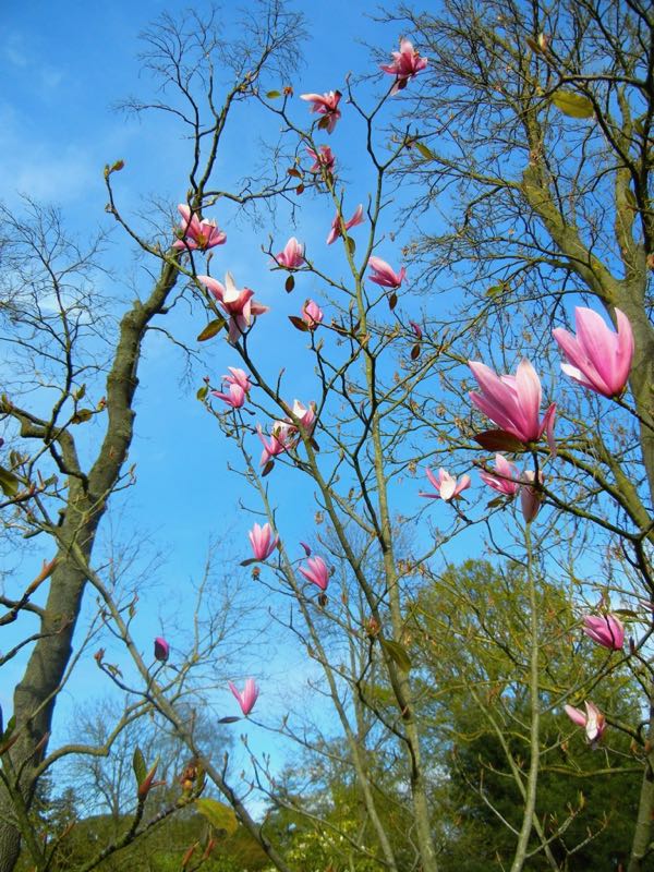 Magnolia x soulangeana 'Spectrum'