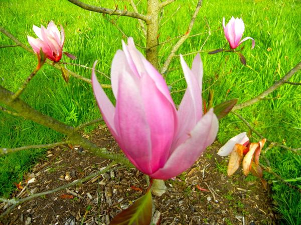 Magnolia x soulangeana 'Spectrum'