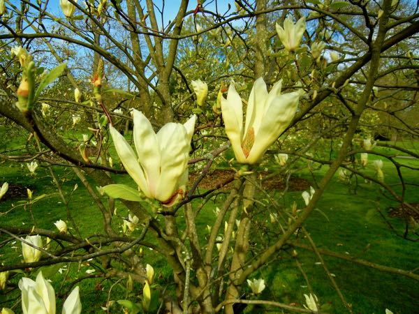 Magnolia-yellow-lantern-2071 | Online Flower Garden Magnolia 'Yellow Lantern'