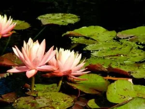Nymphaea 'Sunfire' | Online Flower Garden