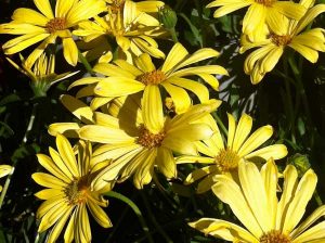 Osteospermum 'Balvoyelo' | Online Flower Garden