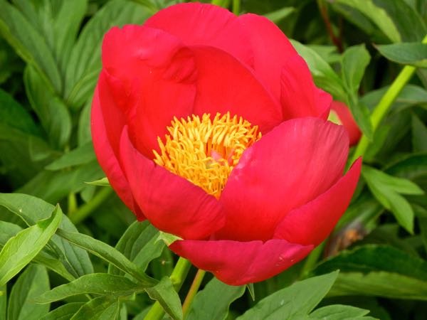 Paeonia 'Scarlet O'Hara'