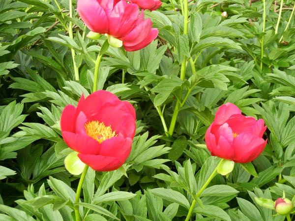 Paeonia 'Scarlet O'Hara'