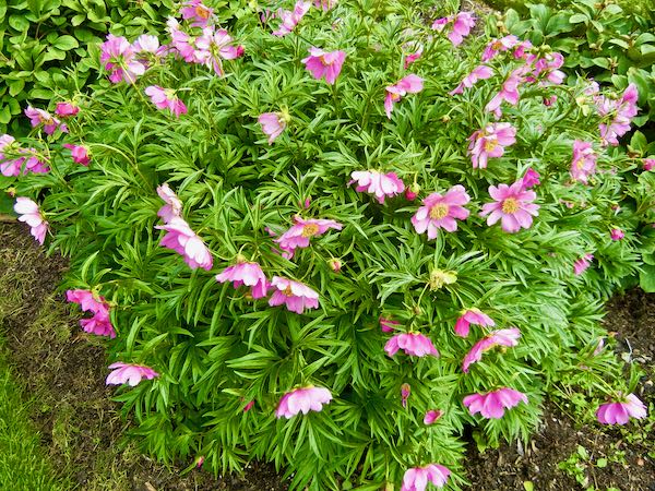 Paeonia anomala
