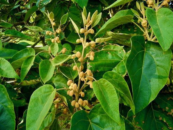 Paulownia-tomentosa-7411 | Online Flower Garden Paulownia tomentosa