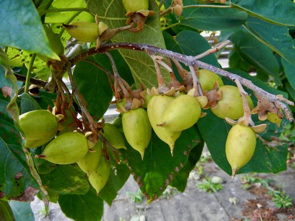 Paulownia-tomentosa-7412 | Online Flower Garden Paulownia tomentosa