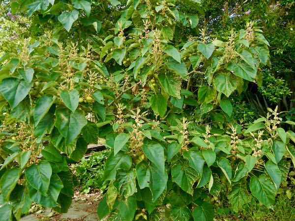 Paulownia-tomentosa-7413 | Online Flower Garden Paulownia tomentosa