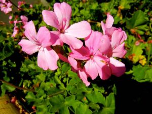 Geranium or Pelargonium 'Marcada™ Pink' | Online Flower Garden