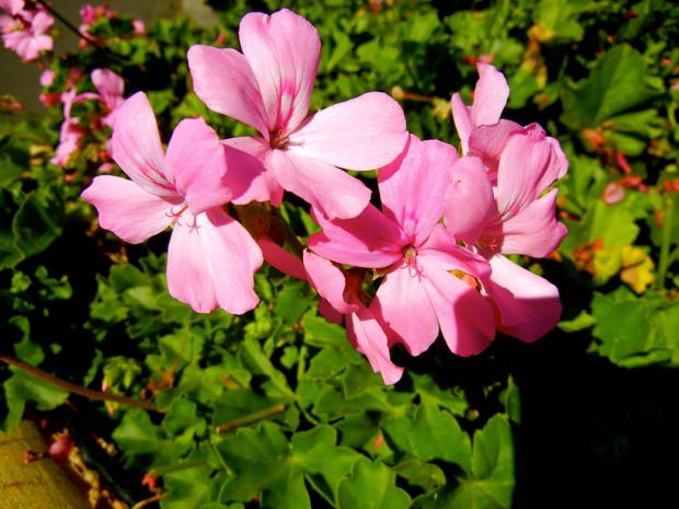 Geranium or Pelargonium 'Marcada™ Pink'