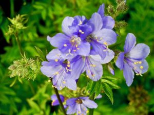 Polemonium caeruleum