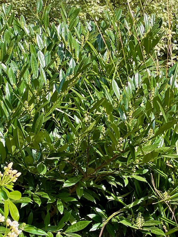 Prunus-laurocerasus-4996 | Online Flower Garden Prunus laurocerasus