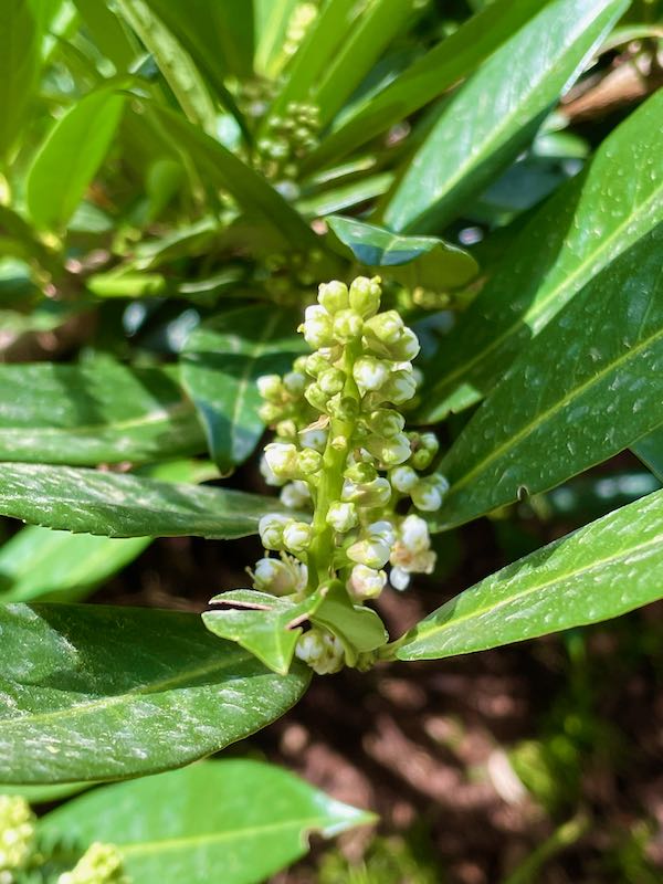 Prunus-laurocerasus-4998 | Online Flower Garden Prunus laurocerasus