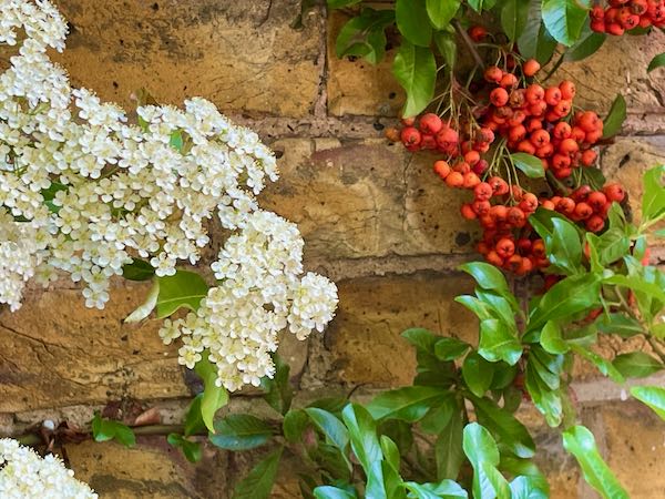 Pyracantha-coccinea-5451 | Online Flower Garden Pyracantha coccinea or Scarlet Firethorn