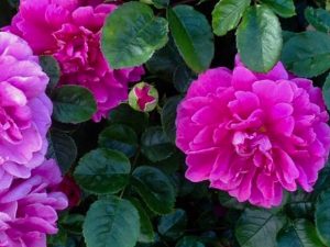 Rosa 'Hansa' | Online Flower Garden