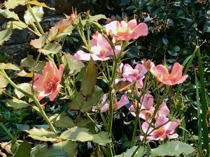 Rosa pendulina | Online Flower Garden