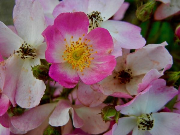 Rosa rubiginosa