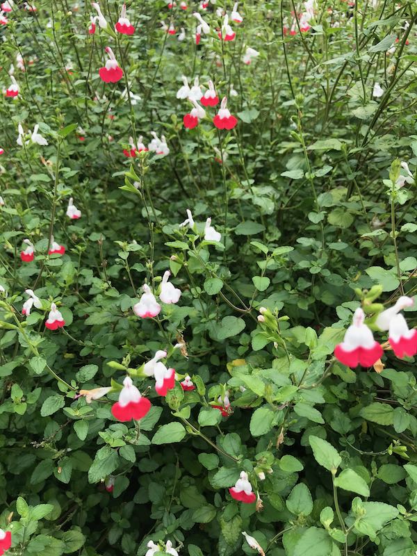 Salvia microphylla 'Hot Lips'