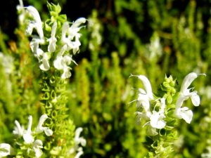 Salvia × sylvestris 'Schneehügel' | Online Flower Garden