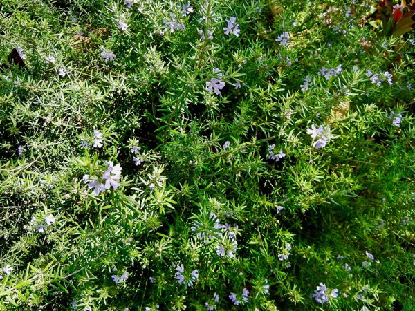 Satureja-hortensis-7877 | Online Flower Garden Satureja hortensis