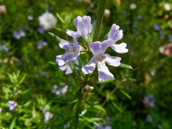 Satureja-hortensis-7878 | Online Flower Garden Satureja hortensis