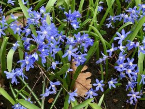 Scilla sardensis | Online Flower Garden