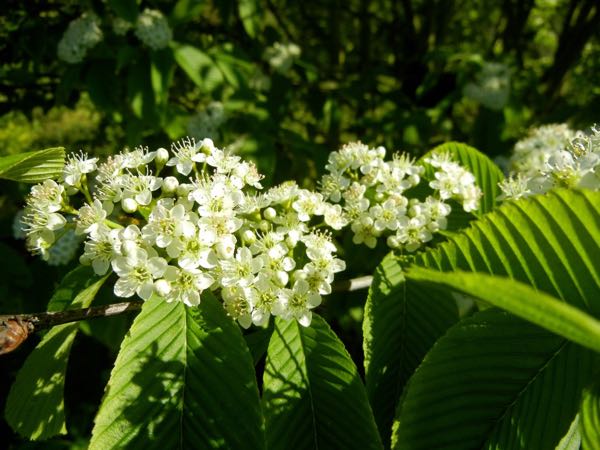 Sorbus aronioides