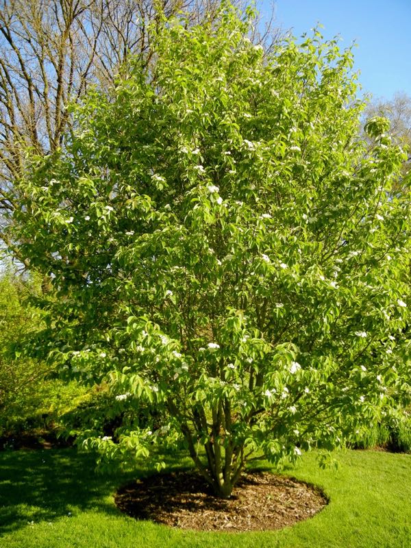 Sorbus aronioides