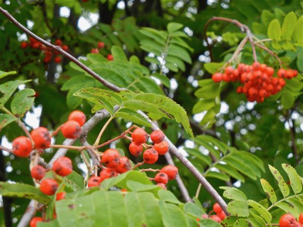Sorbus-aucuparia-2698 | Online Flower Garden Sorbus aucuparia