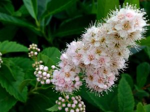 Spiraea-alba | Online Flower Garden Spiraea alba or Meadowsweet | Online Flower Garden