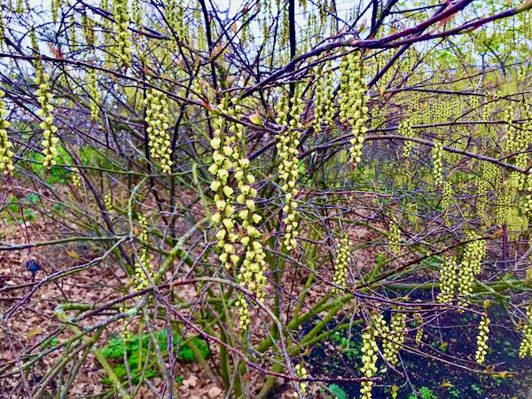 Stachyurus praecox