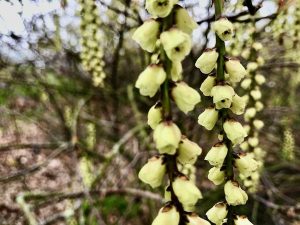 Stachyurus praecox