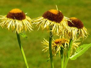 Johann Christian Gottlob Baumgarten | Online Flower Garden
