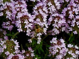 Thymus marschallianus | Online Flower Garden