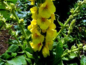 Verbascum densiflorum