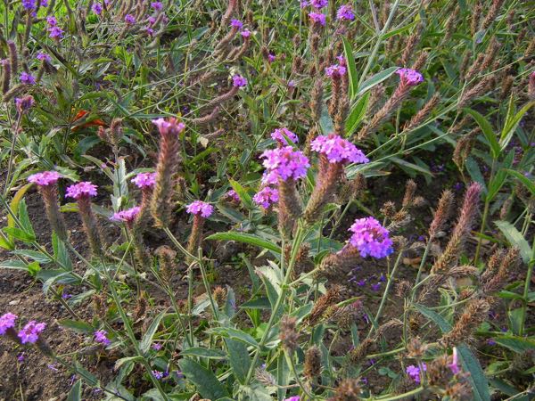 Verbena-rigida-5298 | Online Flower Garden Verbena rigida