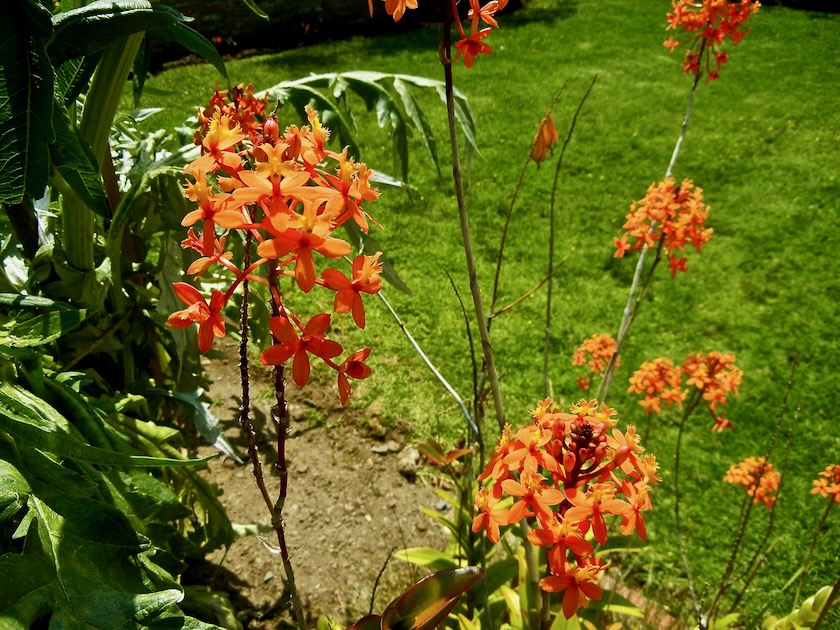 Epidendrum ibaguense 'Orange Ballerina'