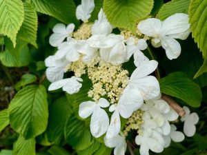 Viburnum plicatum var. tomentosum