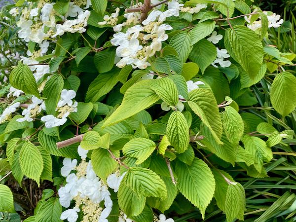 Viburnum plicatum var. tomentosum