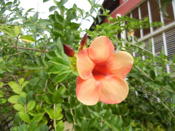 Allamanda cathartica 'Indonesia Sunset' 