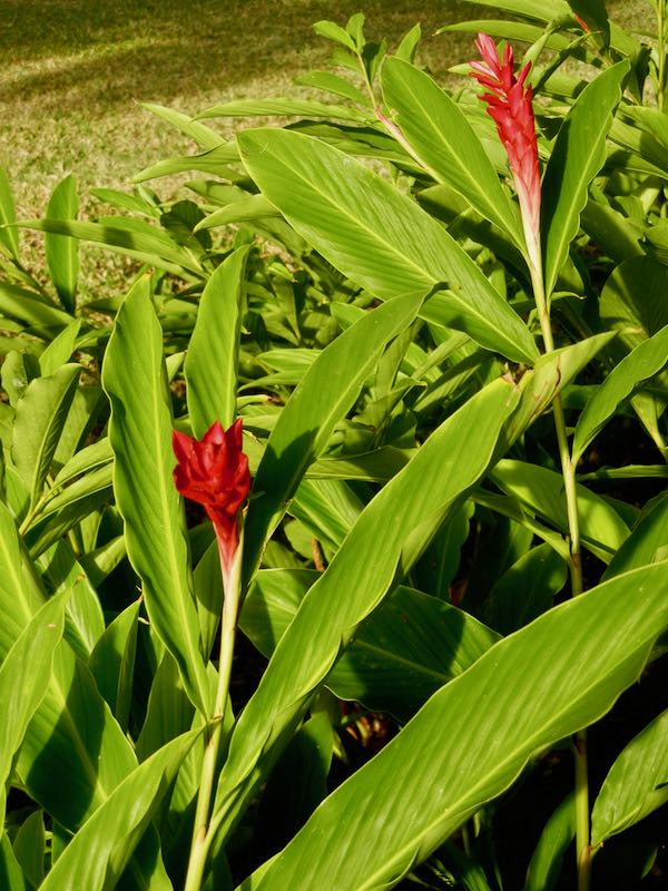 alpinia-purpurata-6853 | Online Flower Garden Alpinia purpuratum | Online Flower Garden