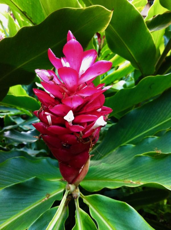 Alpinia purpuratum
