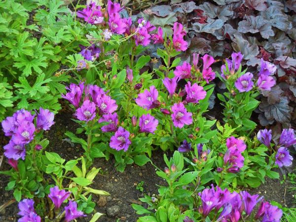 Alstroemeria 'Lucas'