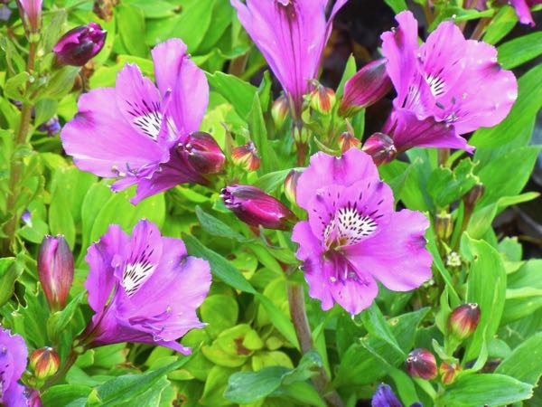 Alstroemeria 'Lucas'