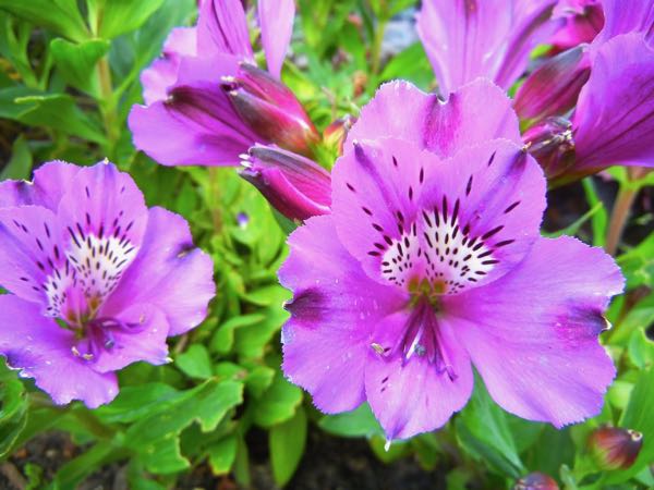 Alstroemeria 'Lucas'