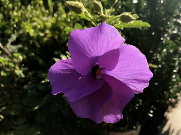 alyogne-huegelii-sata-cruz-4299 | Online Flower Garden Alyogyne huegelii | Online Flower Garden'Santa Cruz'