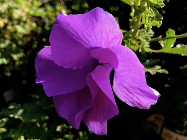 alyogne-huegelii-sata-cruz-4300 | Online Flower Garden Alyogyne huegelii | Online Flower Garden'Santa Cruz'