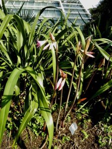 Amaryllis belladonna 'Purpurea Major'